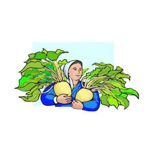 Far woman holding beet plants in her arms listed in agriculture decals.
