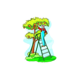 Man picking up apples in appletree listed in agriculture decals.