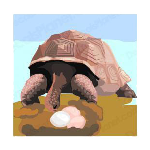 Tortoise protecting her eggs listed in amphibians decals.