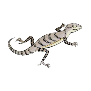 Grey lizard listed in amphibians decals.