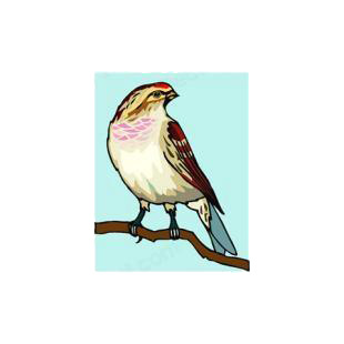 Redpoll perched listed in birds decals.