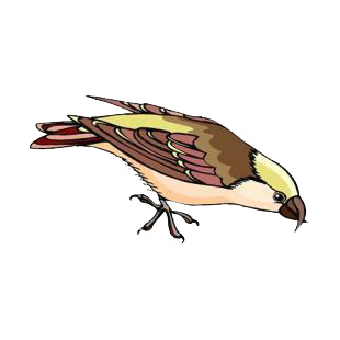 Sparrow listed in birds decals.
