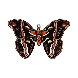 Moth listed in butterflies decals.