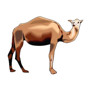 Camel listed in camel decals.