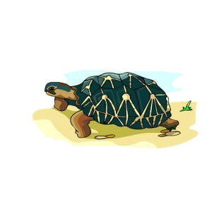 Tortoise walking on sand listed in fish decals.
