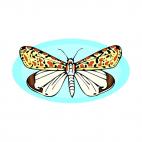 Multicolored butterfly, decals stickers