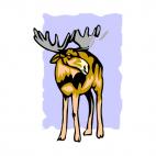 Moose, decals stickers