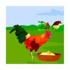 Rooster eating, decals stickers