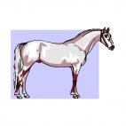 White horse, decals stickers