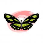 Butterfly, decals stickers
