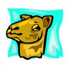 Camel face, decals stickers