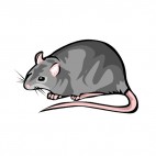 Grey rat, decals stickers