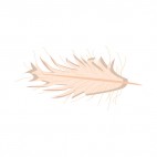 White feather, decals stickers