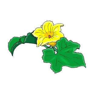 Cucurbita pepo yellow flowers listed in flowers decals.