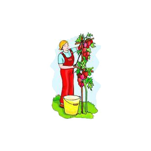 Woman harvesting tomatoes listed in agriculture decals.