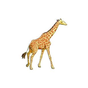 Giraffe listed in african decals.