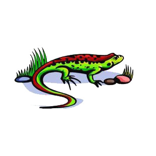 Lizard listed in amphibians decals.