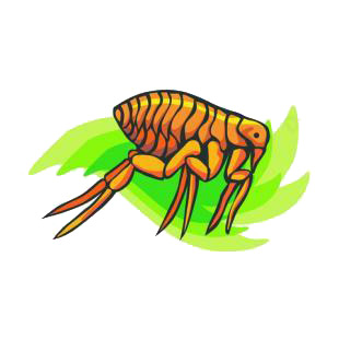 Flea listed in insects decals.