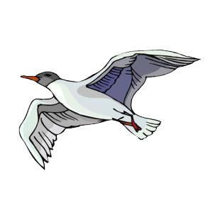 Gull flying listed in birds decals.