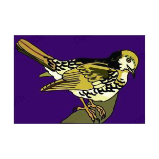 Hermit thrush listed in birds decals.