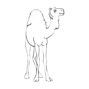 Camel listed in more animals decals.