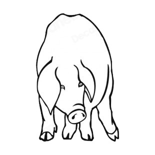 Front view of a pig listed in more animals decals.