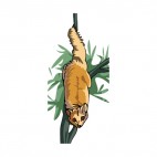 Beige lemur walking on a branch, decals stickers