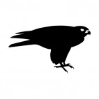 Peregrine, decals stickers