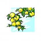 Yellow apples on a branch, decals stickers