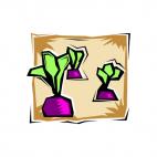 three beetroots, decals stickers