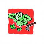 Cabbage plants being scrape, decals stickers