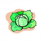 Cabbage plant, decals stickers