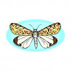 Multicolored butterfly, decals stickers