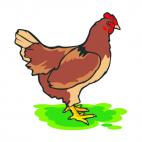 Brown chicken, decals stickers