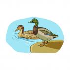 Mallard duck, decals stickers