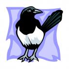 Magpie, decals stickers