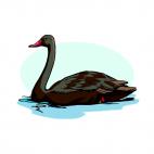 Black swan swimming , decals stickers