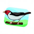 Cardinal, decals stickers