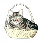 Cat in a basket, decals stickers