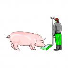 Pig feeding, decals stickers