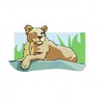 Lioness, decals stickers