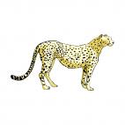 Leopard, decals stickers