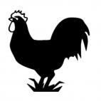 Chicken, decals stickers