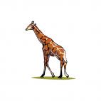 Giraffe, decals stickers