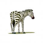 Zebra, decals stickers