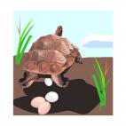 Tortoise laying eggs, decals stickers