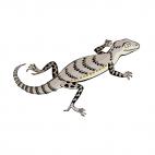 Grey lizard, decals stickers