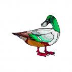 Duck, decals stickers