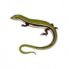 Skink, decals stickers