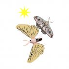 Moths, decals stickers